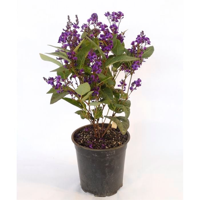 350mm Hardenbergia Regent - Hardenbergia violocea