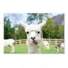 Close Up White Alpaca  Print 100% Australian Made 90 x 60cm  (Acrylic)