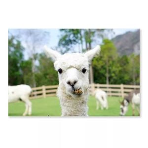 Close Up White Alpaca  Print 100% Australian Made 90 x 60cm  (Acrylic)