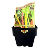 100mm Silverbeet Heirloom Mix - Beta Vulgaris