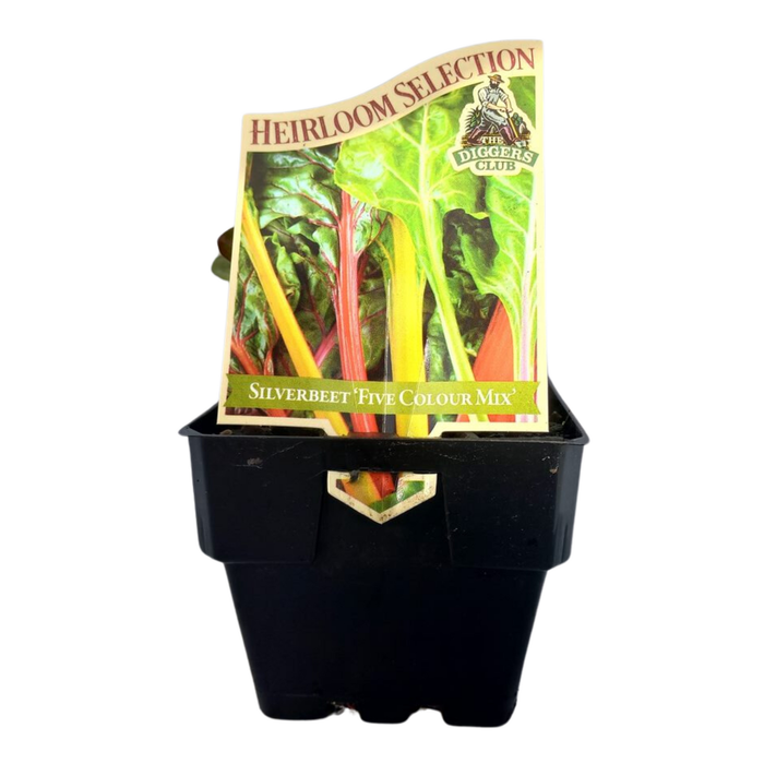 100mm Silverbeet Heirloom Mix - Beta Vulgaris