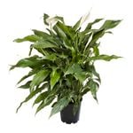 140mm Peace Lily Assorted - Spathiphyllum hybrid