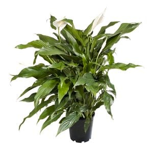140mm Peace Lily Assorted - Spathiphyllum hybrid