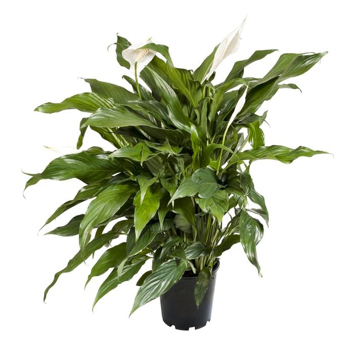 140mm Peace Lily Assorted - Spathiphyllum hybrid