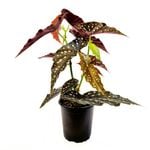 120mm Begonia Maculata - Begoniaceae