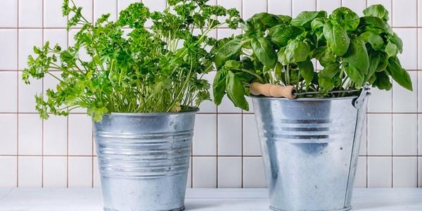 Herbs in pots.