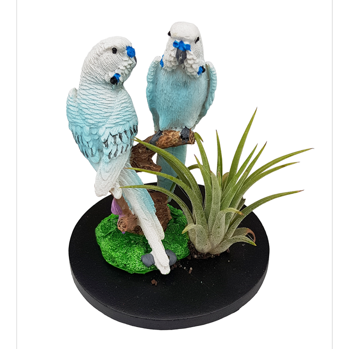 Size C Novelty Air Plant - Tillandsias