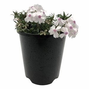 140mm Phlox Amazing Grace - Phlox subulata 