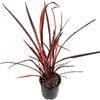 1.9L Phormium Evening Glow - cookianum subsp.hookeri