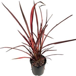 1.9L Phormium Evening Glow - cookianum subsp.hookeri
