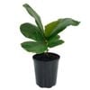 125mm Fiddle Leaf Fig - Ficus lyrata
