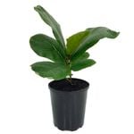 125mm Fiddle Leaf Fig - Ficus lyrata