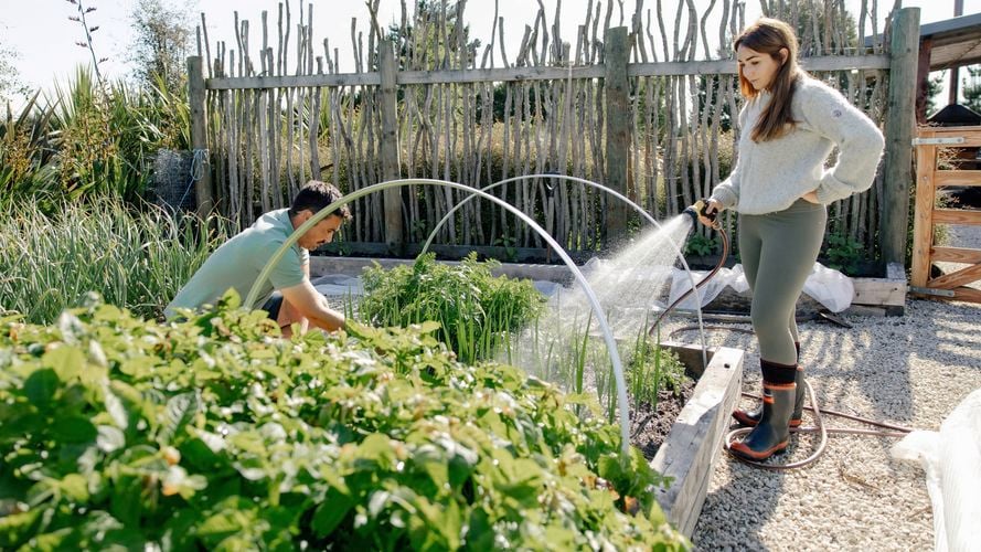 Tending to the vege patch