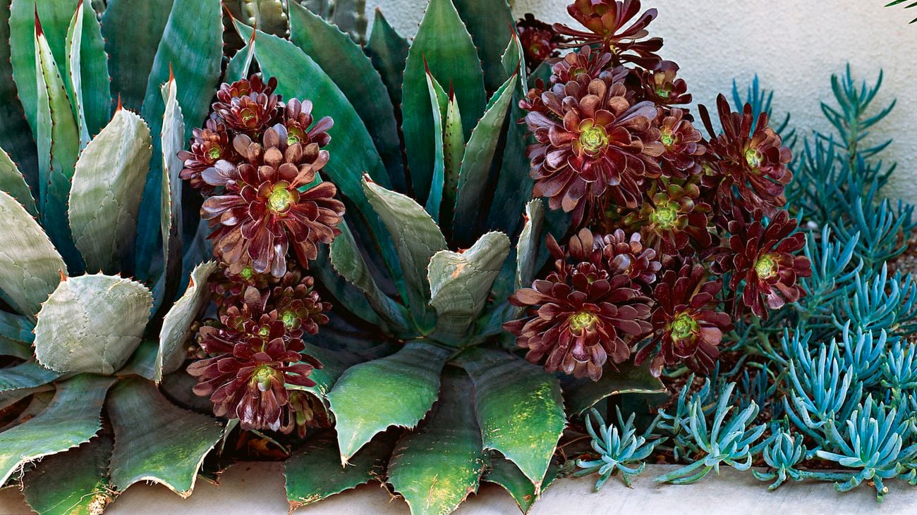 Cacti and succulents growing in a garden patch