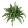 140mm Boston Fern