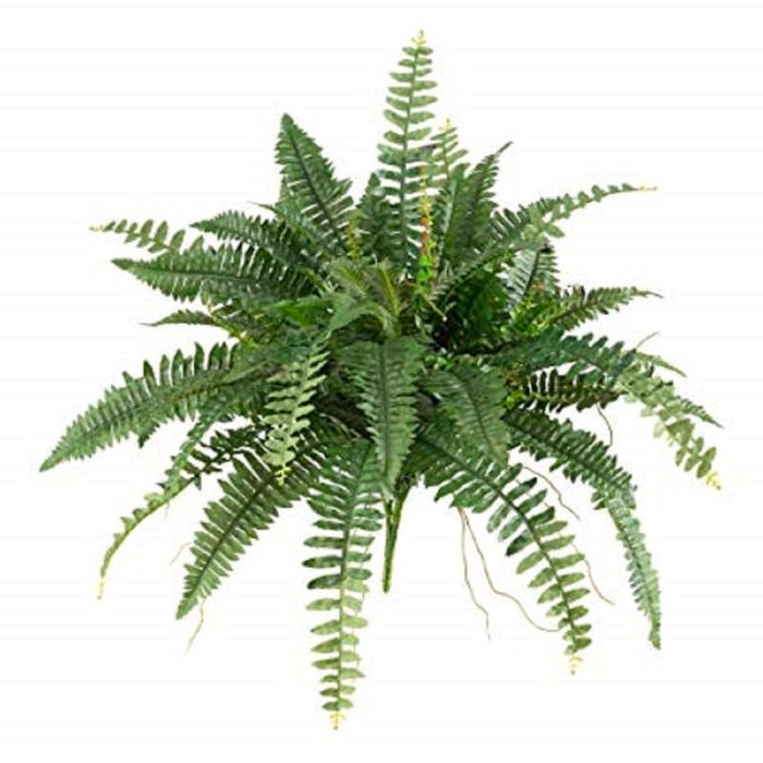 140mm Boston Fern