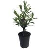 3.5L Port Wine Magnolia - Michelia figo