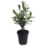 3.5L Port Wine Magnolia - Michelia figo