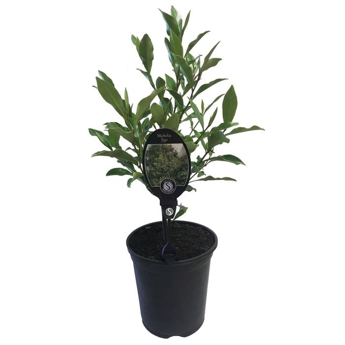 3.5L Port Wine Magnolia - Michelia figo
