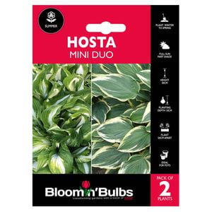 Bloomin' Bulbs Summer Red Hosta So Sweet / Mini Hideout - 2 Pack