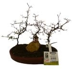 180mm Small Bonsai Landscape
