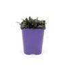 Step-ables 85mm Ajuga Chocolate Lace