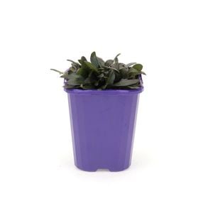 Step-ables 85mm Ajuga Chocolate Lace