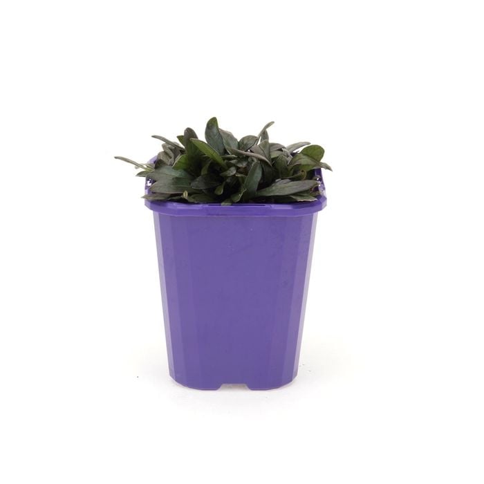 Step-ables 85mm Ajuga Chocolate Lace