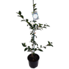 2L Camellia Early Pearly - Camellia sasanqua Early Pearly