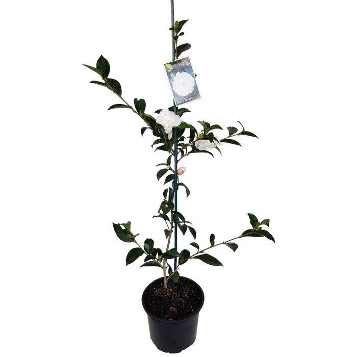 2L Camellia Early Pearly - Camellia sasanqua Early Pearly