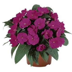 Shade Loving Flowers