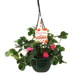 200mm Sweetest Strawberry Hanging Basket - Fragaria ananassa
