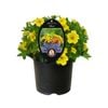 1.5L Petunia Calipetite Yellow - Calibrachoa hybrida