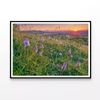 Grassland with Orchids  Print 100% Australian Made 90x60cm  (Poster)