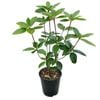 3.3L Vireya Dawn Chorus - Vireya