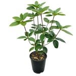 3.3L Vireya Dawn Chorus - Vireya