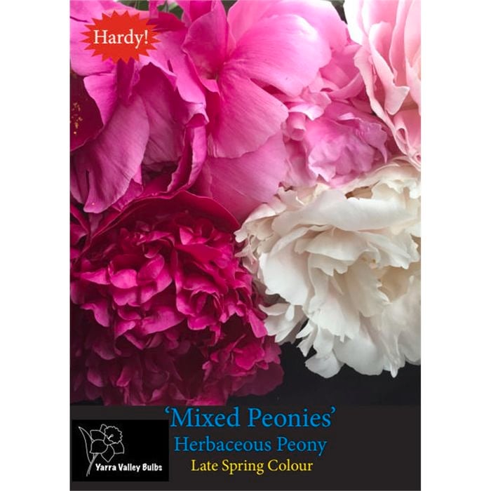 Yarra Valley Bulbs Herbaceous Peony Hand Selected Mixture