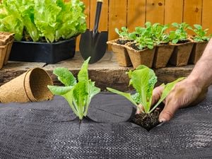 Product.Saxon 0.915 X 25m Prepacked Weed Control Mat.0291655.AU.productOtherMedia.6