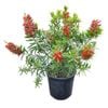 4L Bottlebrush - Callistemon viminalis McArthur