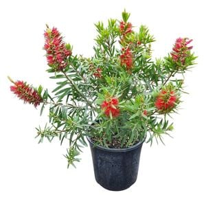 4L Bottlebrush - Callistemon viminalis McArthur