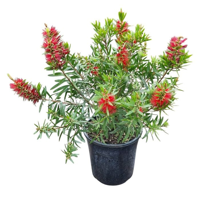 4L Bottlebrush - Callistemon viminalis McArthur
