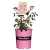 2.5L Coral Carpet Rose