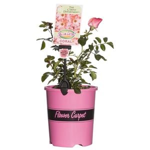 2.5L Coral Carpet Rose