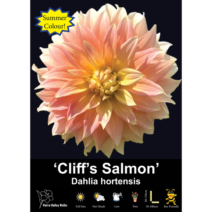 Yarra Valley Bulbs Dahlia Cliffs Salmon - 1 Pack
