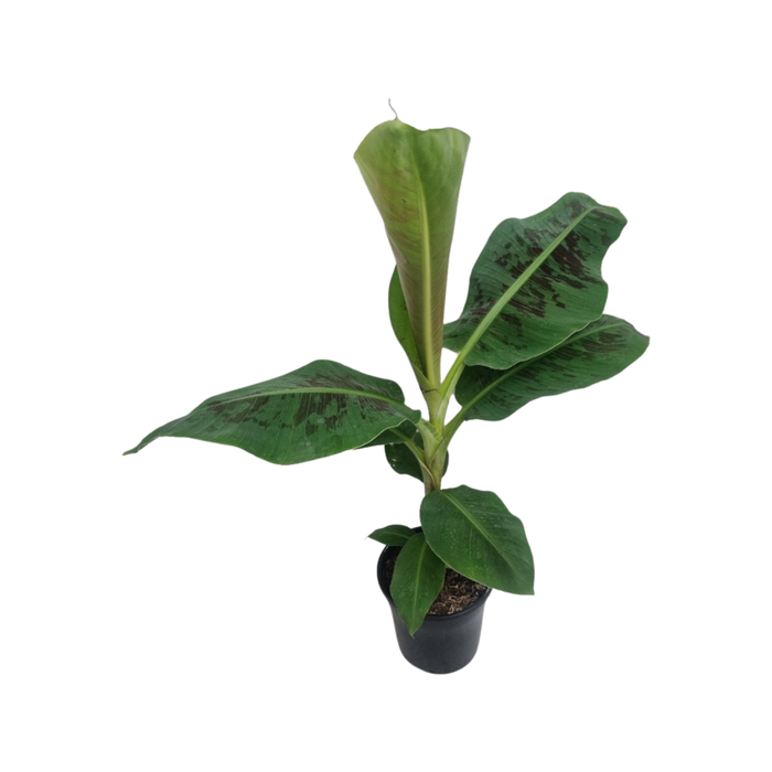 200mm Dwarf Cavendish Banana - Musa sapientum