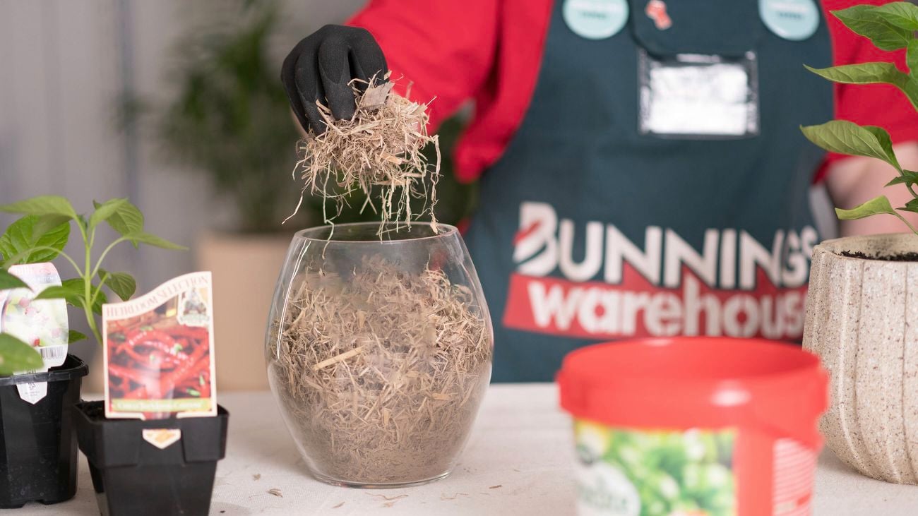 Adding organic sugarcane mulch into a transparent glass pot.