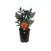 1.5L Dahlia Dream Seeker - Dahlia