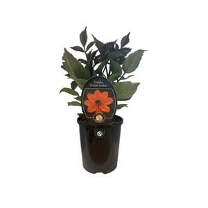 1.5L Dahlia Dream Seeker - Dahlia