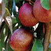 Bagged Spicezee Interspecific Nectarine