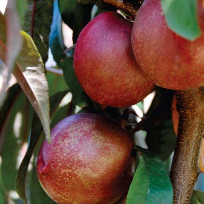 Bagged Spicezee Interspecific Nectarine